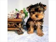 cute adorable babies yorkie   ready to go 